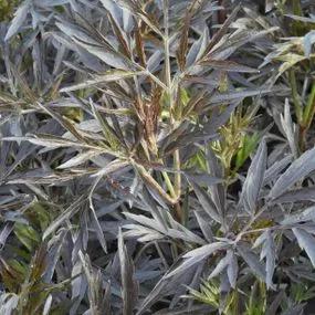 Black Lace Elder Plants (Sambucus nigra Black Lace) 1